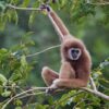 White-handed gibbon