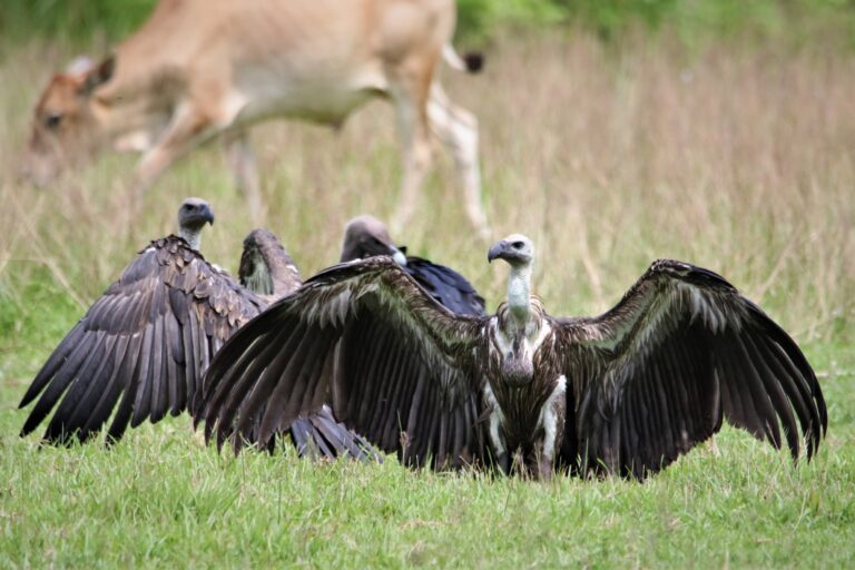 Vulture Nepal