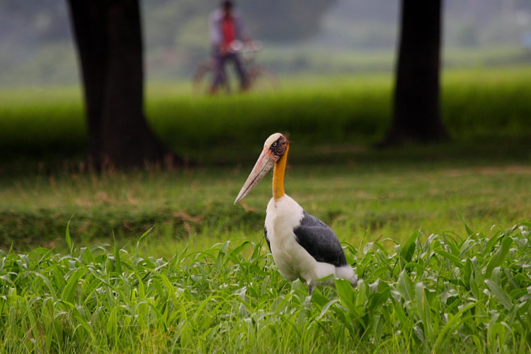 A lesser adjutant stork in a farm.