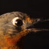 The orange ground-thrush.