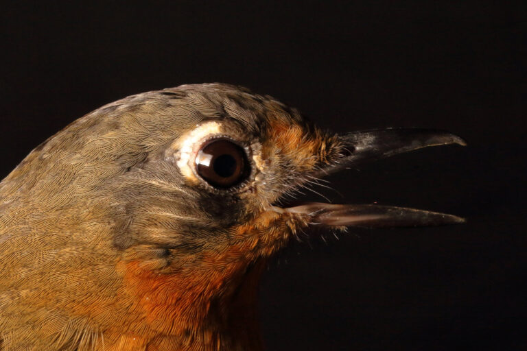 The orange ground-thrush.