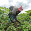 Member of the Akilimali women association in her farming plot in Yanonge, DRC. Image by Axel Fassio/CIFOR-ICRAF via Flickr (CC BY-NC-ND 2.0).