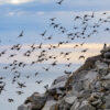 PFAS and other chemical pollution are posing a growing threat to the little auk (Alle alle) and other Arctic seabirds.