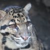 Clouded leopard