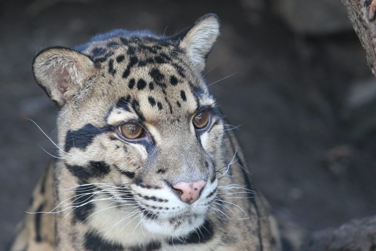 Clouded leopard