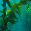 Giant kelp (Macrocystis pyrifera)