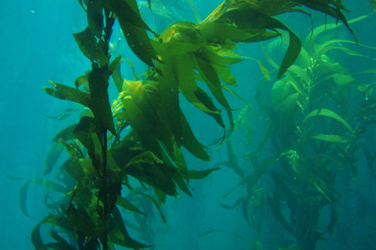 Giant kelp (Macrocystis pyrifera)