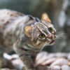 A small cat.