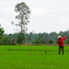 A farmer in a paddy field.