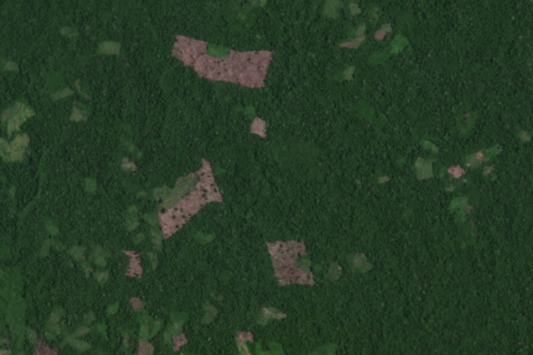 Satellite imagery from Planet Labs Inc. captured October 2022 shows several recently cleared areas in the territory of the Indigenous community of Puerto Nuevo.