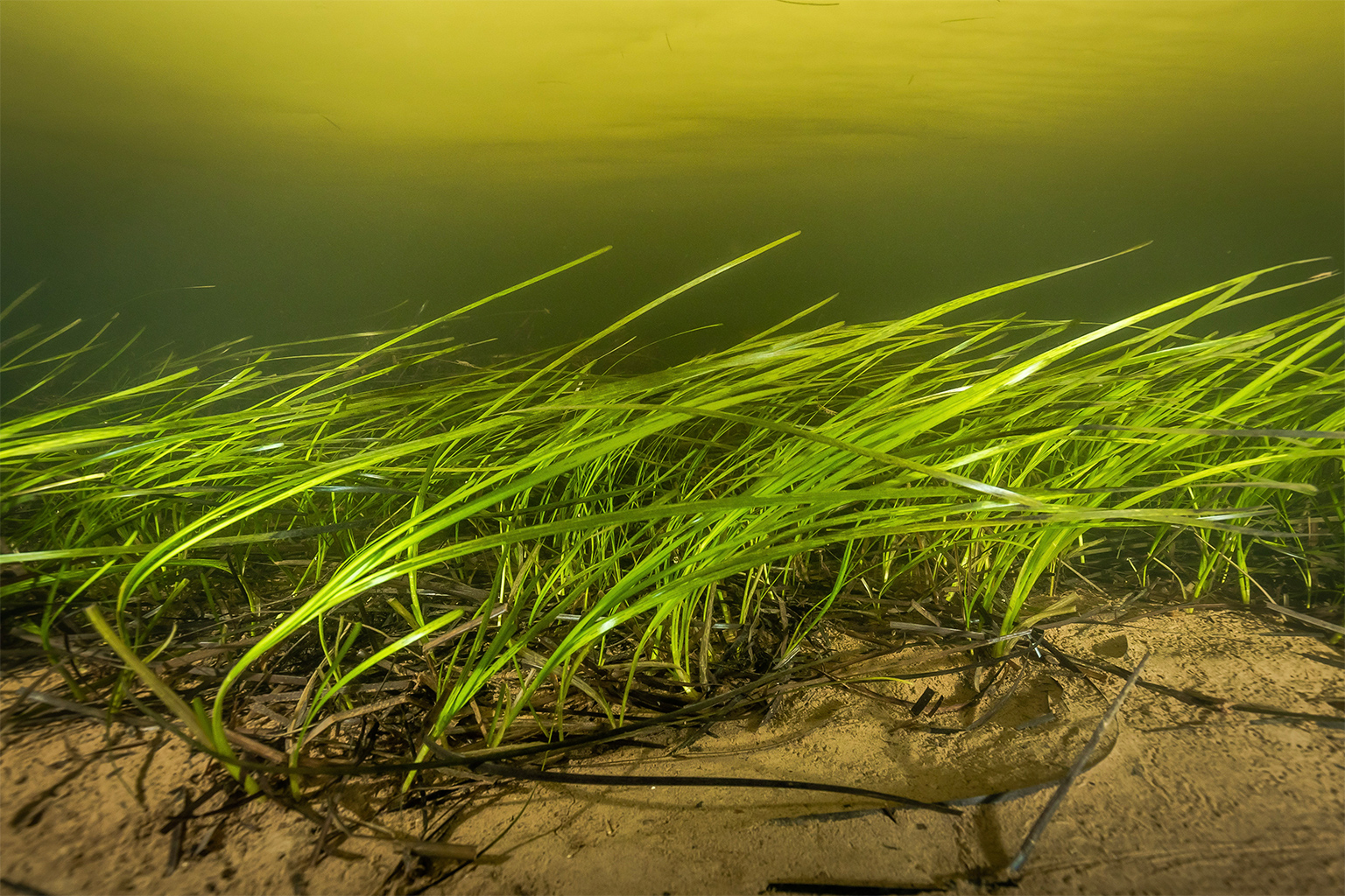 Eelgrass meadows.