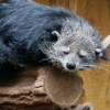 binturong
