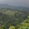 The forests of the Torricelli Mountain Range. Image courtesy of the Tenkile Conservation Alliance.