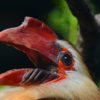 The writhed hornbill, a Philippines endemic species. Image by Olaf Oliviero Riemer via Creative Commons (CC BY 3.0).