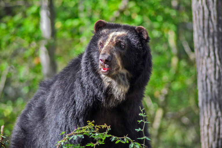 A spectacled bear.