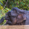 Sabah’s remaining elephants are hemmed in by oil palm plantations, and scientists worry that stretches of the Pan Borneo Highway could further fragment the population. Image by John C. Cannon/Mongabay.