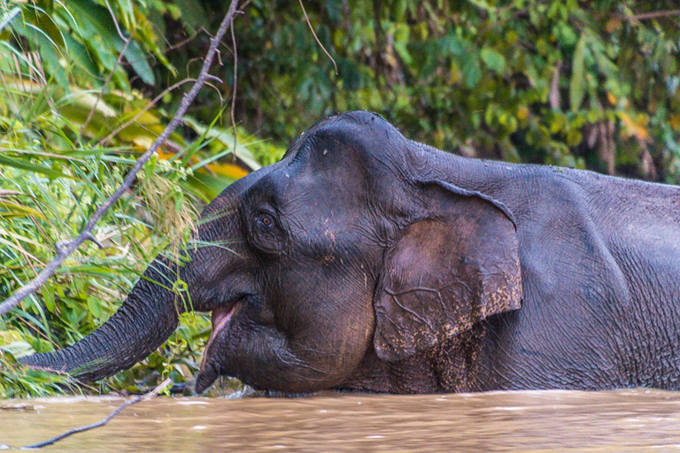 Sabah’s remaining elephants are hemmed in by oil palm plantations, and scientists worry that stretches of the Pan Borneo Highway could further fragment the population. Image by John C. Cannon/Mongabay.