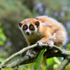 Pygmy loris