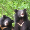 Formosan black bears. Image courtesy of Yushan National Park.