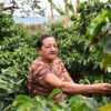 A farmer in Colombia checks her coffee bushes.
