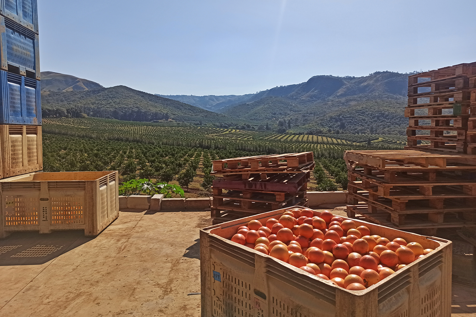 Crates of fruit.