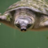 The endangered pig-nosed turtle, also known as the Fly River turtle, lives in northern Australian and southern New Guinea, including in the area Medco is operating in. Image by Jin Kemoole/Flickr.