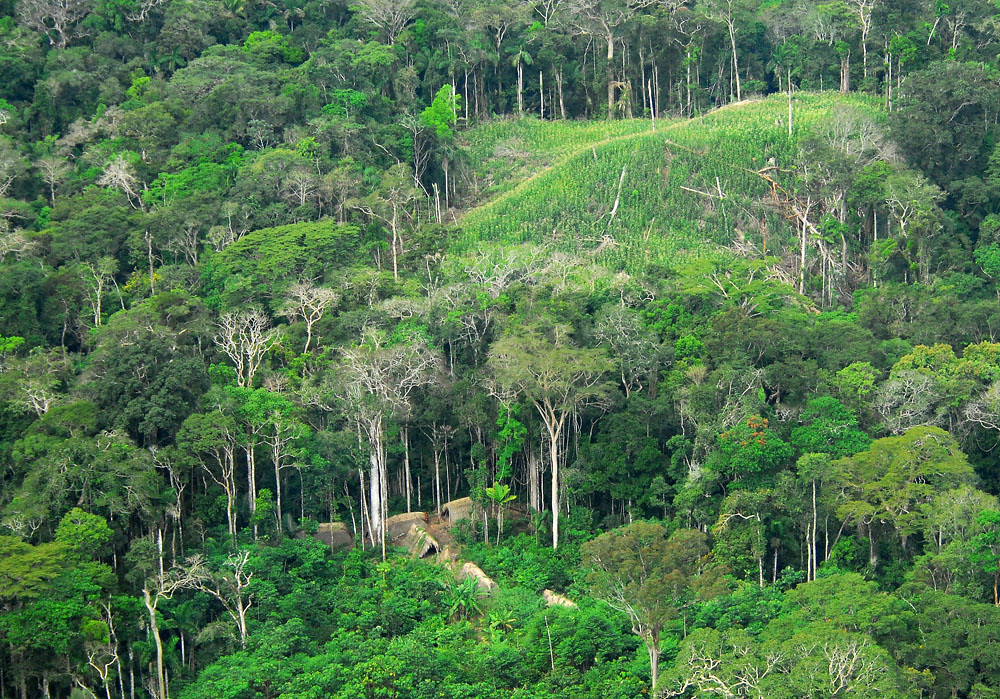 An uncontacted Indigenous community in Acre, Brazil.