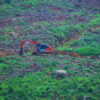 An elephant roams through a recently cleared eucalyptus plantation.