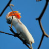 A feral Moluccan cockatoo.
