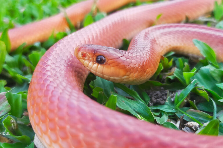 A red coral kukri