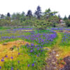 A park blooming with more blue camas.