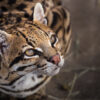 An ocelot (Leopardus pardalis). Image by Martinus Scriblerus via Flickr (CC BY 2.0).
