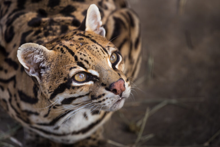 An ocelot (Leopardus pardalis). Image by Martinus Scriblerus via Flickr (CC BY 2.0).