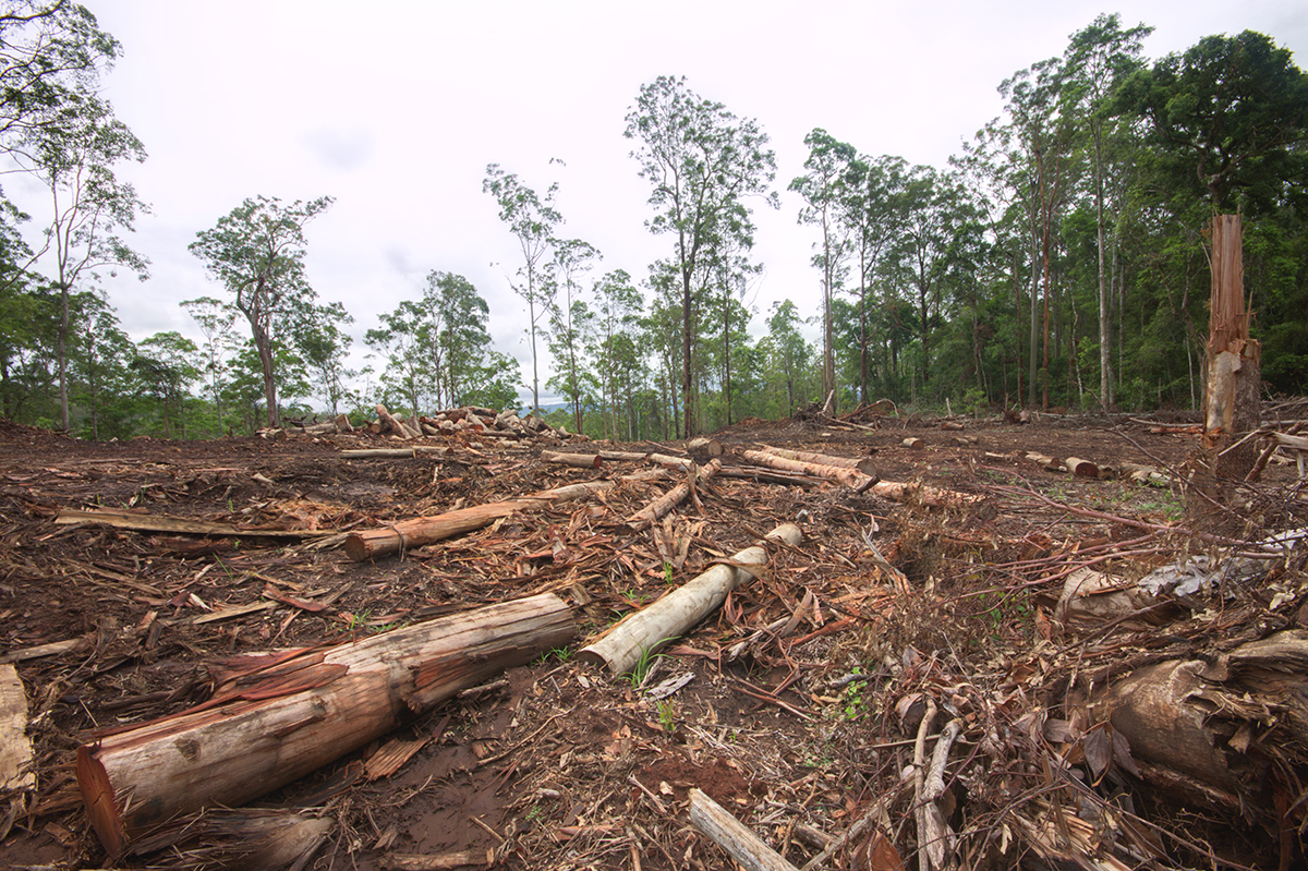Logging in NSW.