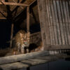 A fishing cat.