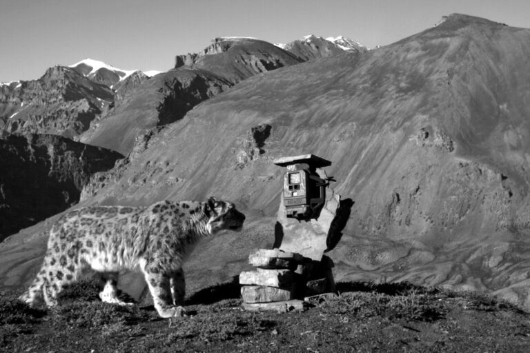 A snow leopard captured on a camera trap.
