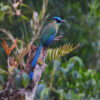 An Andean motmot.