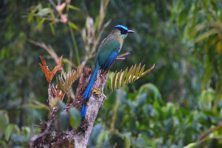 An Andean motmot.