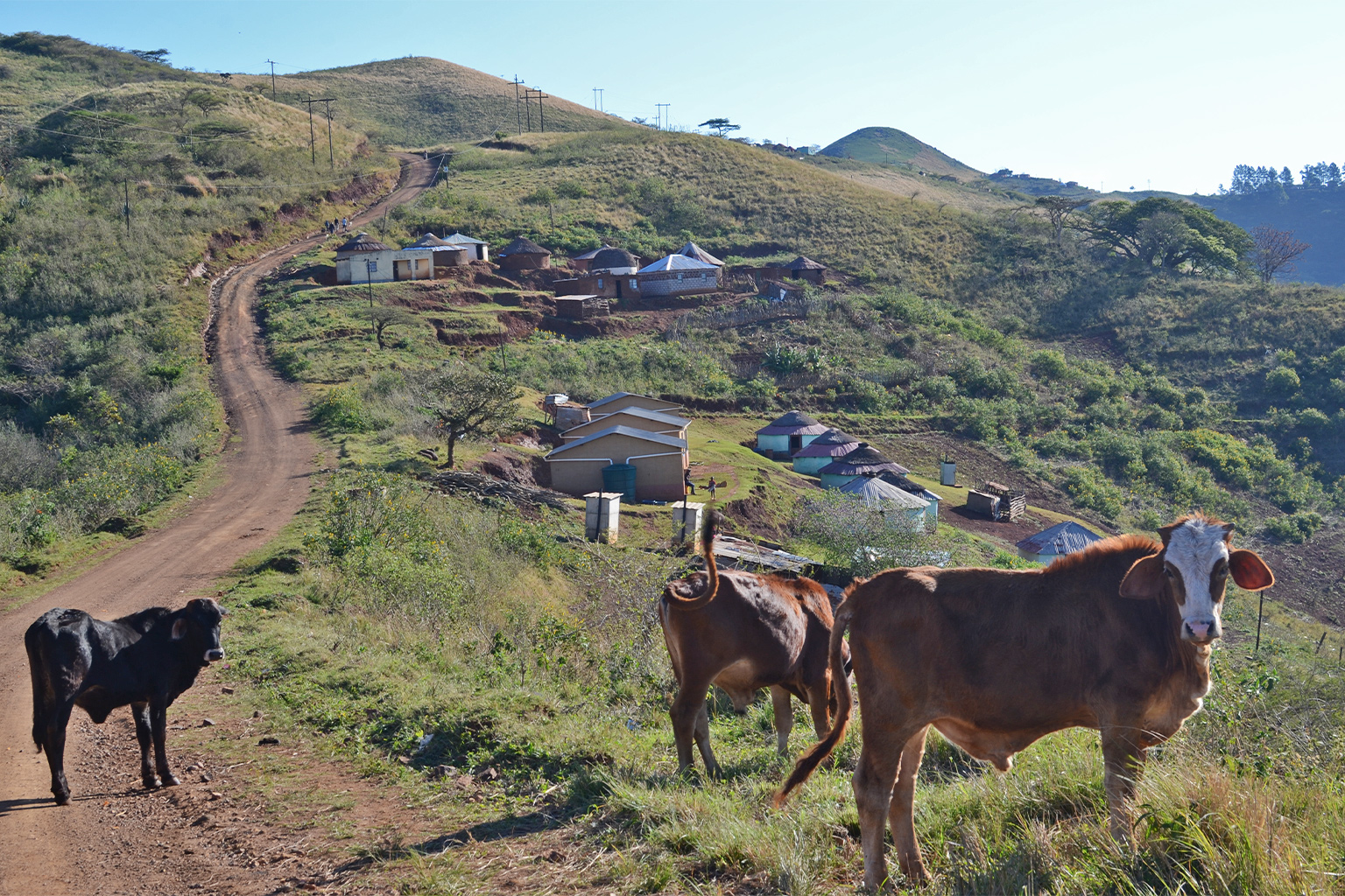 Cattle grazing.