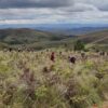 Graine de Vie’s reforestation site in Ambohitantely prior to the October 2022 fire.