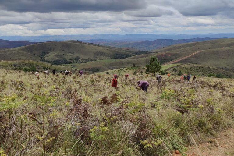 Graine de Vie’s reforestation site in Ambohitantely prior to the October 2022 fire.
