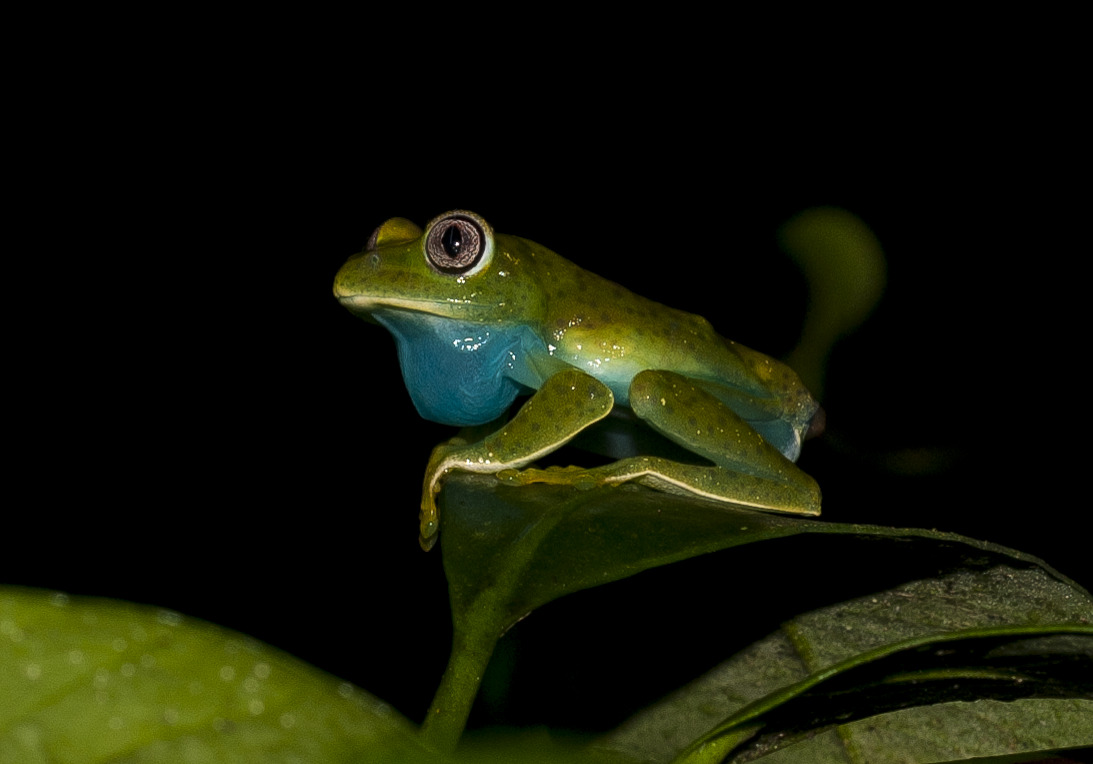 Barbour’s tree frog.