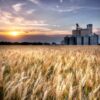 Wheat field in Kansas. Image by Lane Pearman via Flickr (CC BY 2.0).