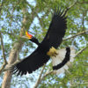 The rhinoceros hornbill (Buceros rhinoceros). Image courtesy of Mark Louis Benedict via Flickr.