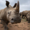 A rhino in the orphanage at the Platinum Rhino project site.