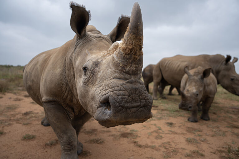 A rhino in the orphanage at the Platinum Rhino project site.