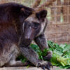A tenkile (Dendrolagus scottae)