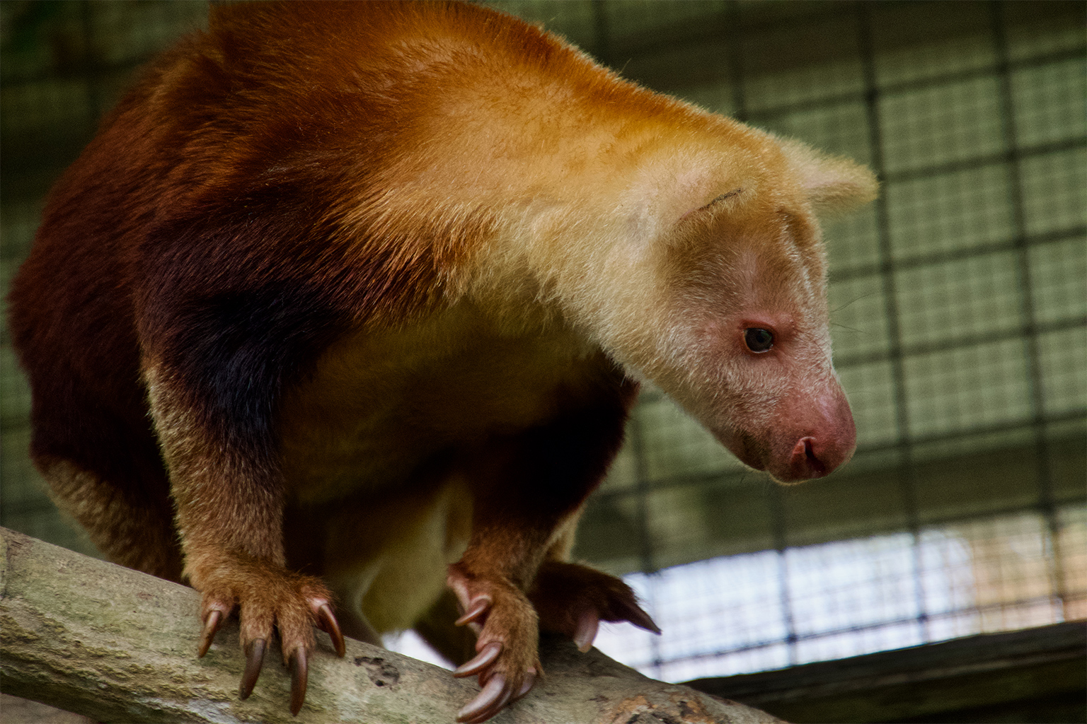 A weimang (Dendrolagus pulcherrimus)