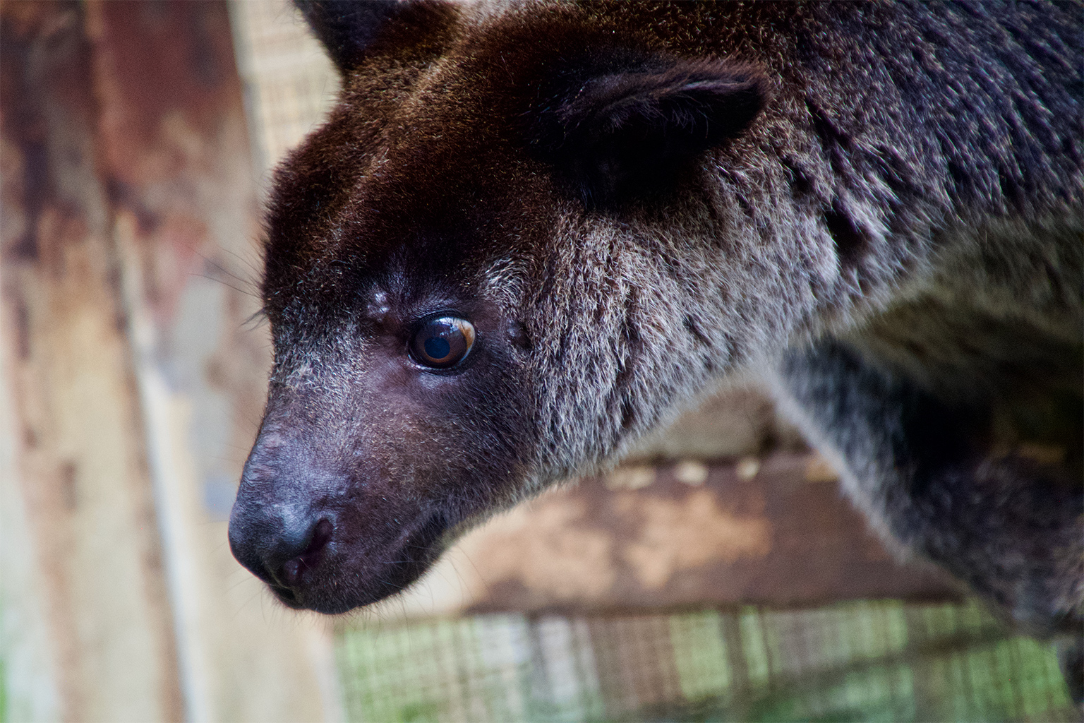 A tenkile (Dendrolagus scottae)