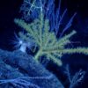 Sea fan in the deep ocean.